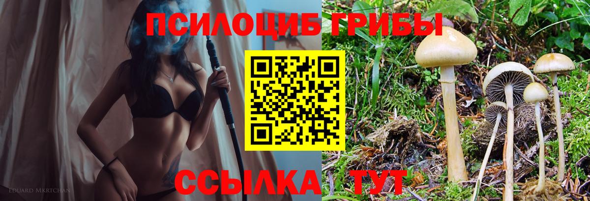 Глазов  Псилоцибиновые грибы Psilocybe  Вход с VPN  Галлюциногенные грибы прущие грибы 
